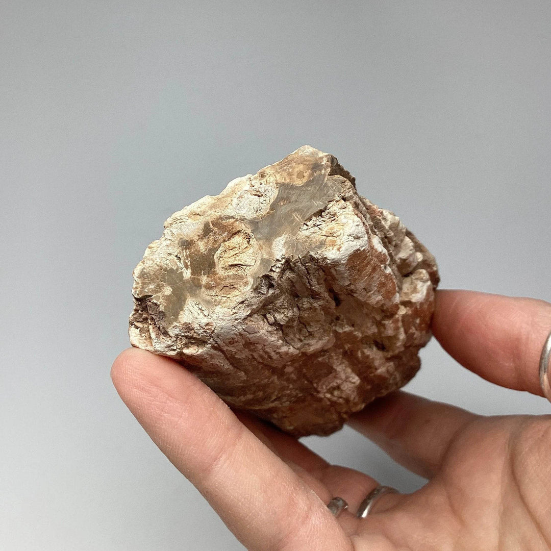 Petrified Wood Branch-Rocks and Gems Canada