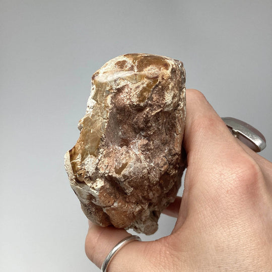 Petrified Wood Branch-Rocks and Gems Canada
