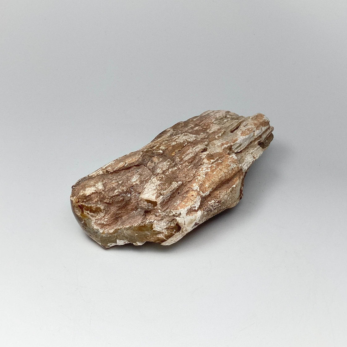 Petrified Wood Branch-Rocks and Gems Canada