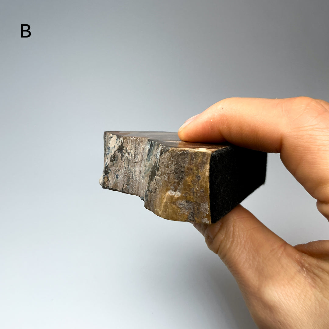 Petrified Wood Stand Up-Rocks and Gems Canada