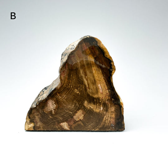 Petrified Wood Stand Up-Rocks and Gems Canada