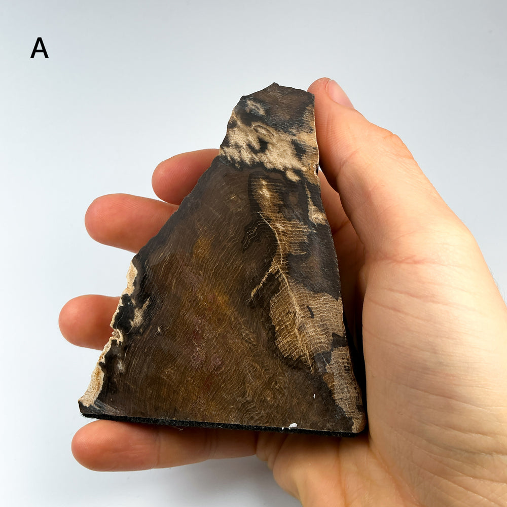 Petrified Wood Stand Up-Rocks and Gems Canada