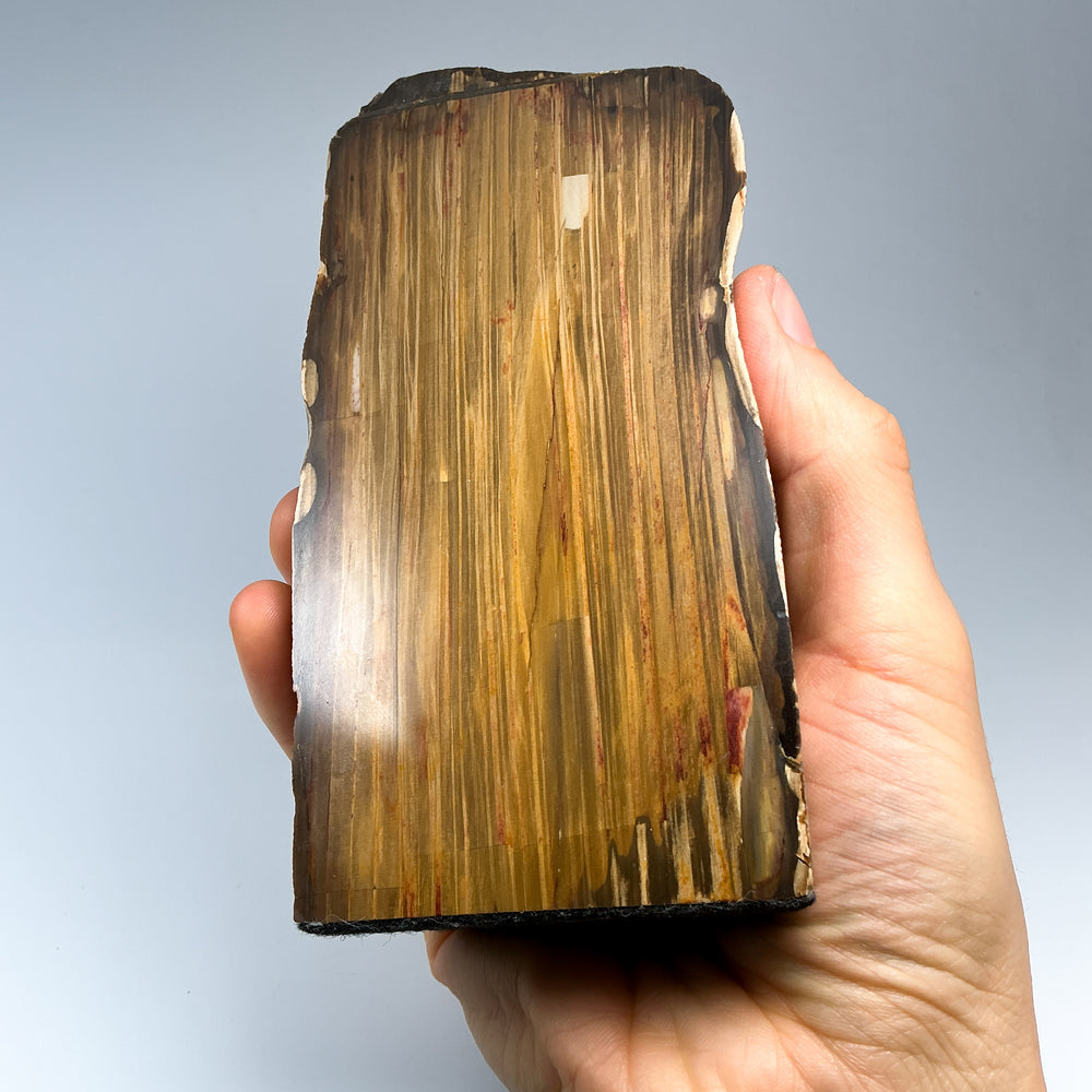 Petrified Wood Stand Up-Rocks and Gems Canada