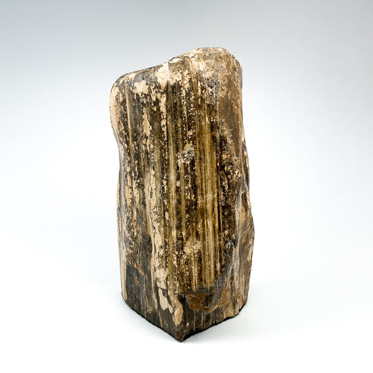 Petrified Wood Stand Up-Rocks and Gems Canada