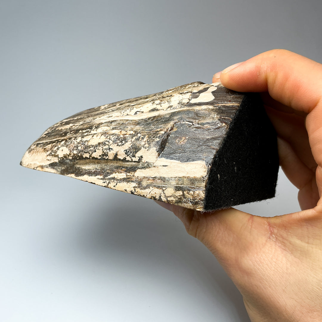 Petrified Wood Stand Up-Rocks and Gems Canada