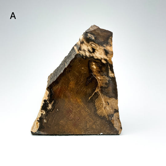 Petrified Wood Stand Up-Rocks and Gems Canada