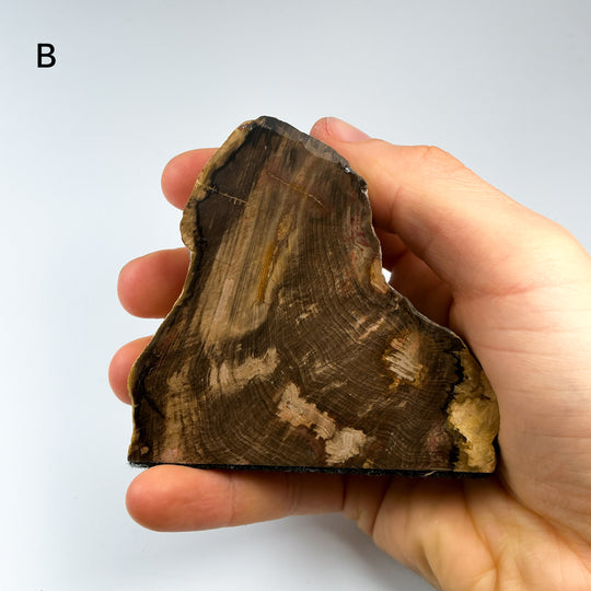 Petrified Wood Stand Up-Rocks and Gems Canada