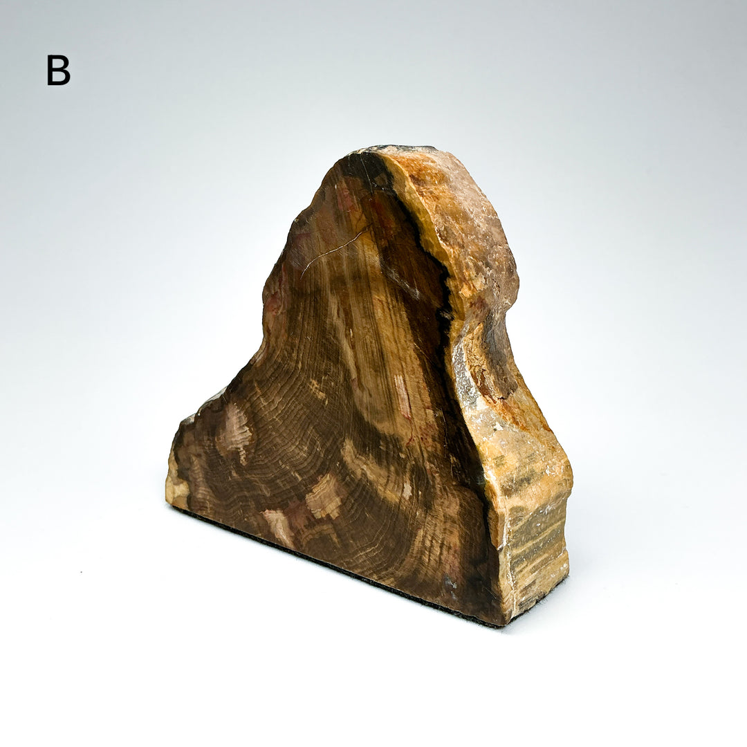 Petrified Wood Stand Up-Rocks and Gems Canada