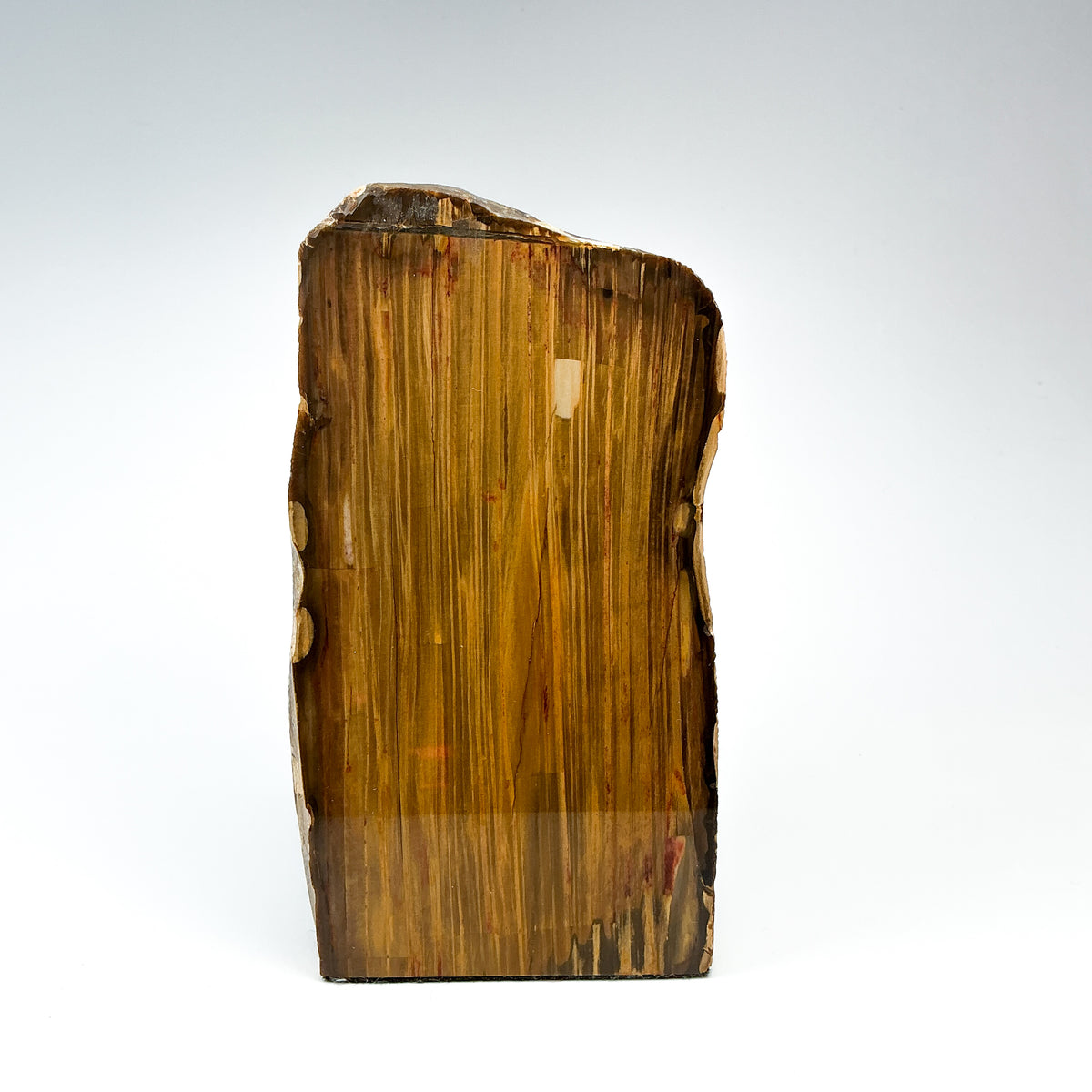 Petrified Wood Stand Up-Rocks and Gems Canada