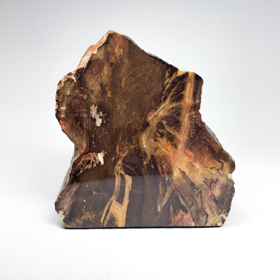 Petrified Wood Stand Up-Rocks and Gems Canada