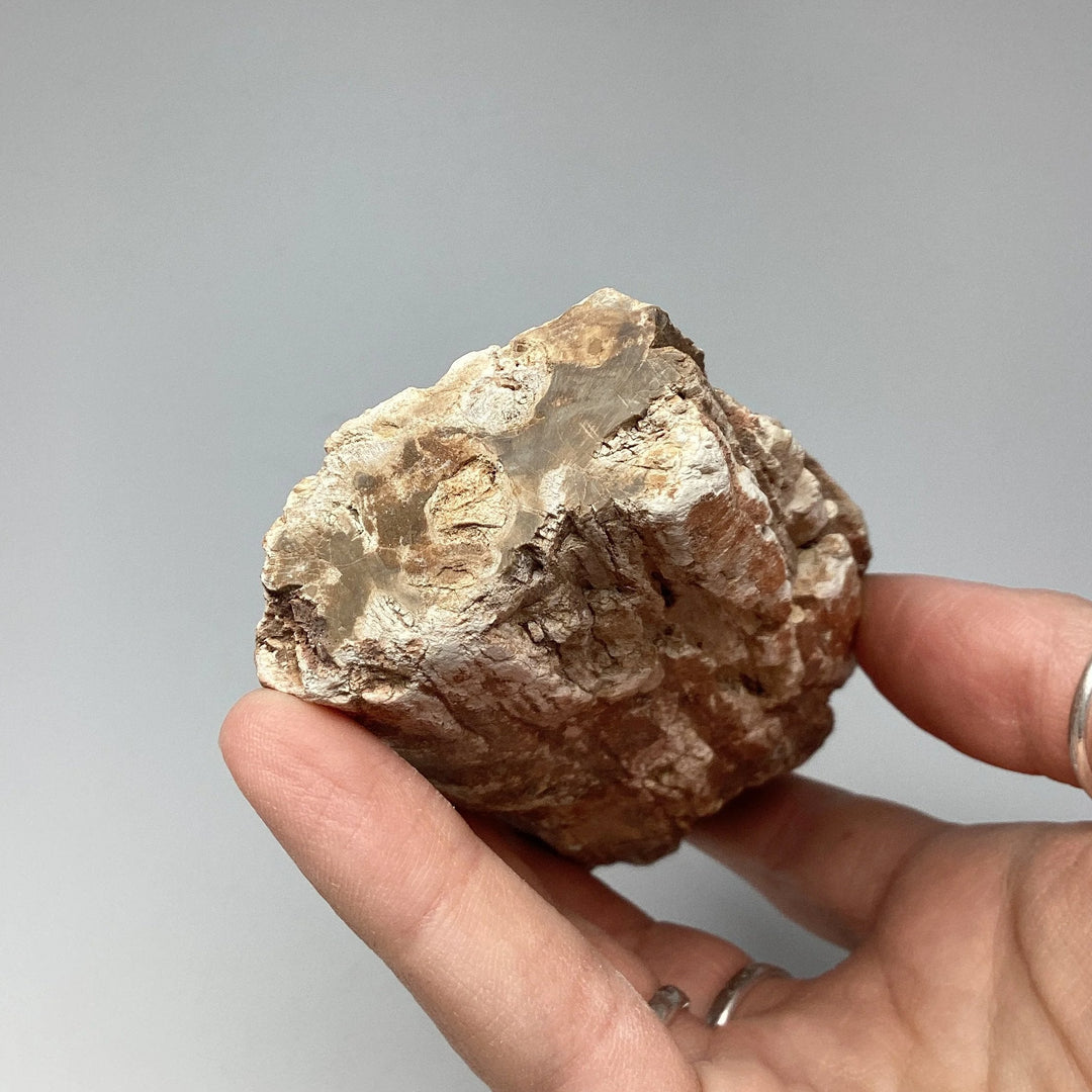 Petrified Wood Branch - Rocks and Gems Canada
