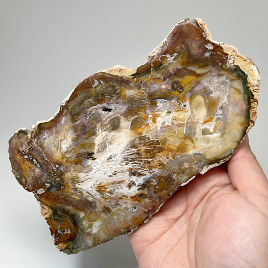 Petrified Wood Slice - Rocks and Gems Canada