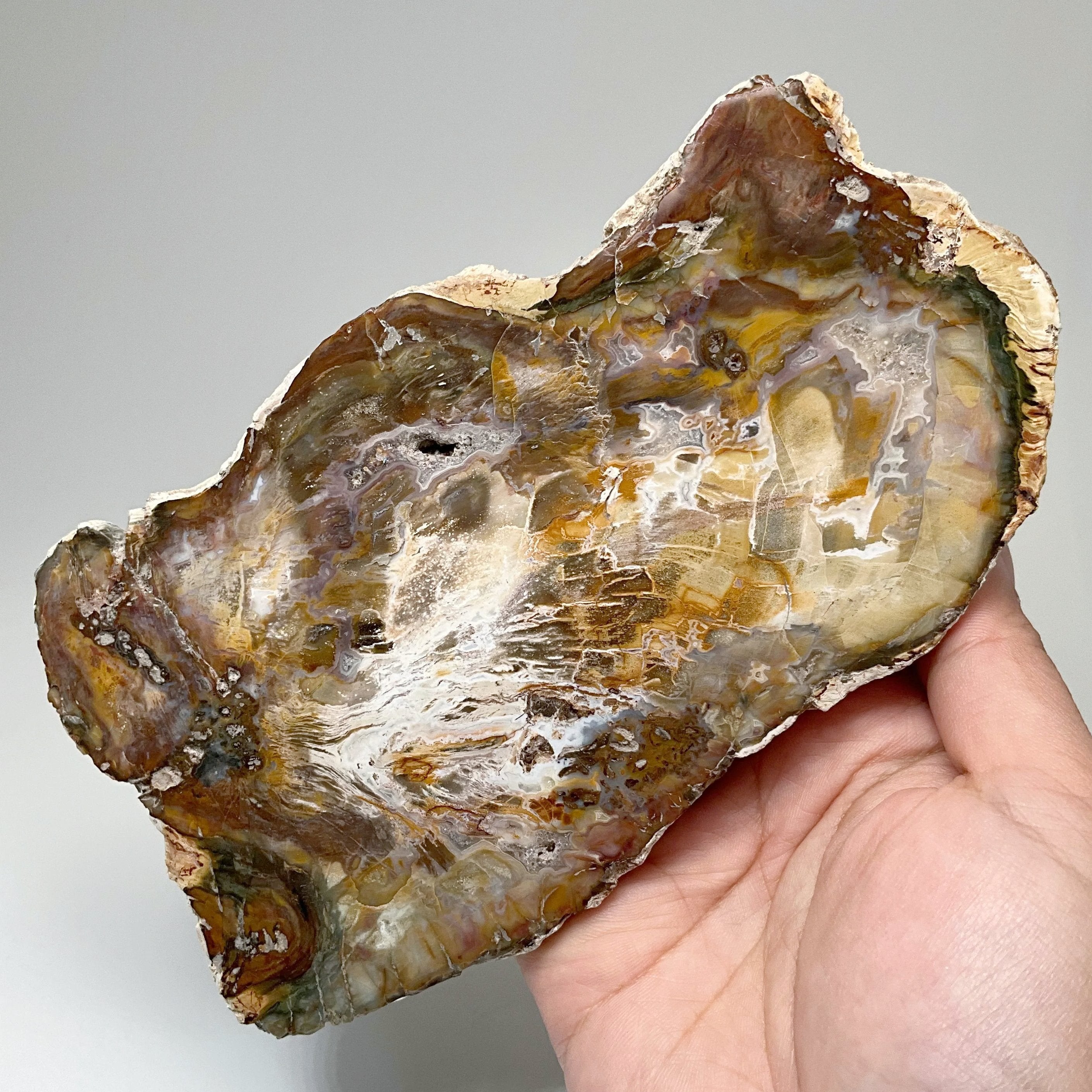 Petrified Wood Slice - Rocks and Gems Canada