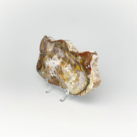 Petrified Wood Slice - Rocks and Gems Canada