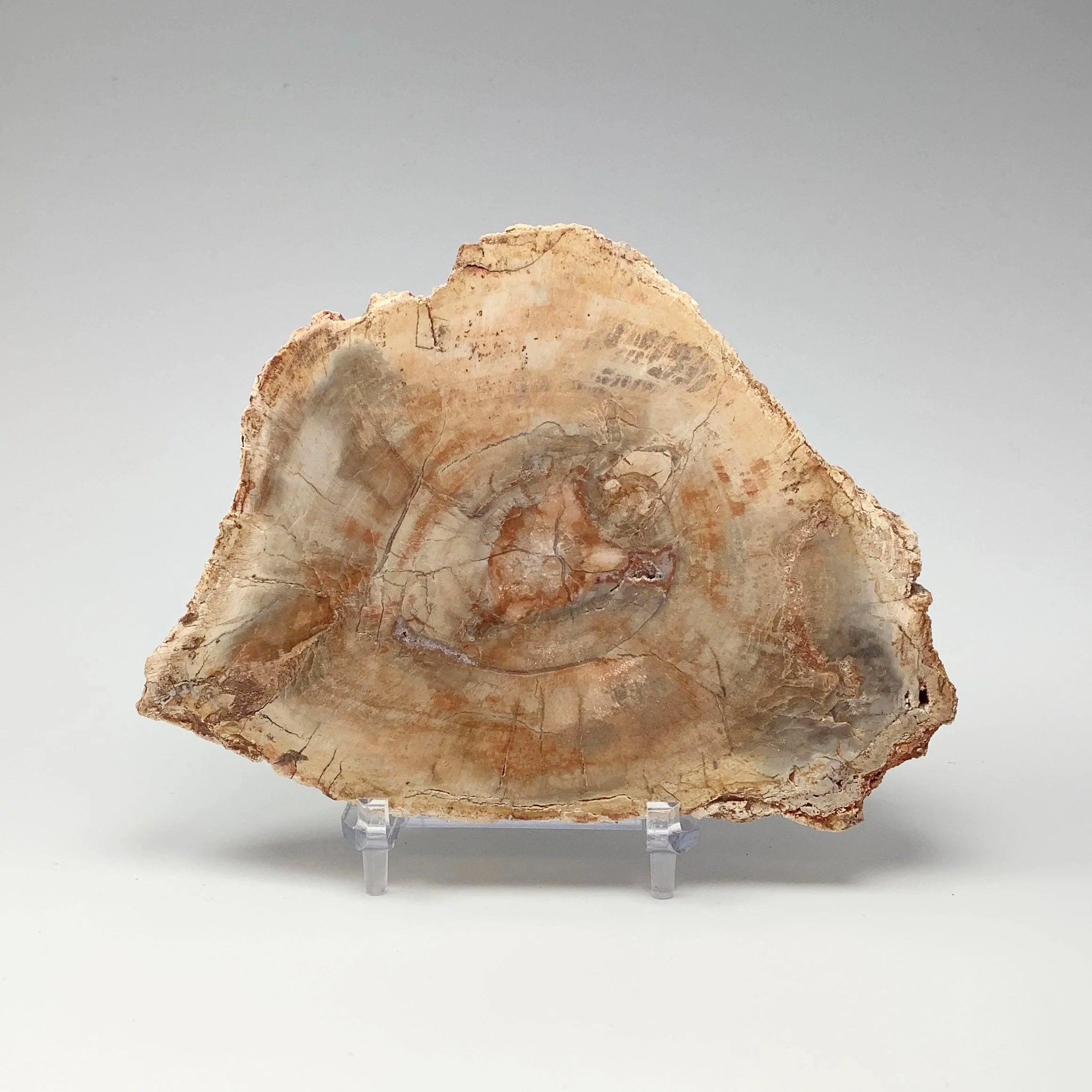 Petrified Wood Slice - Rocks and Gems Canada