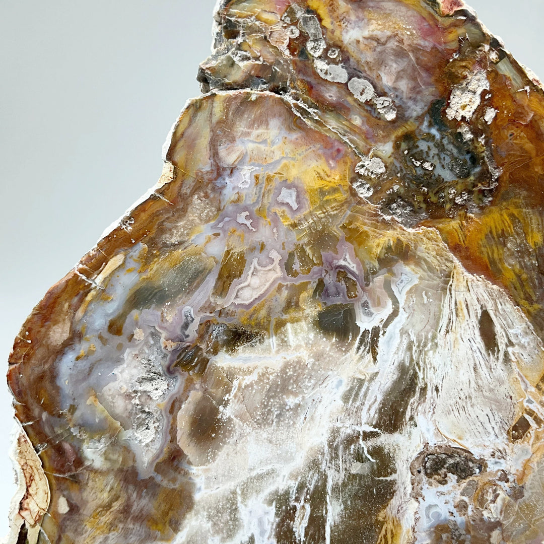 Petrified Wood Slice - Rocks and Gems Canada