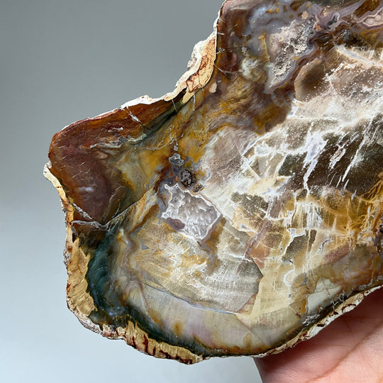 Petrified Wood Slice - Rocks and Gems Canada