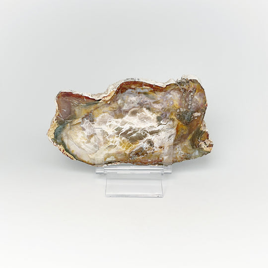 Petrified Wood Slice - Rocks and Gems Canada
