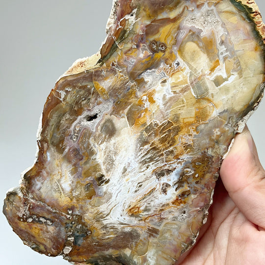 Petrified Wood Slice - Rocks and Gems Canada