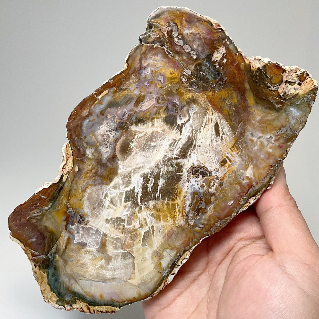 Petrified Wood Slice - Rocks and Gems Canada