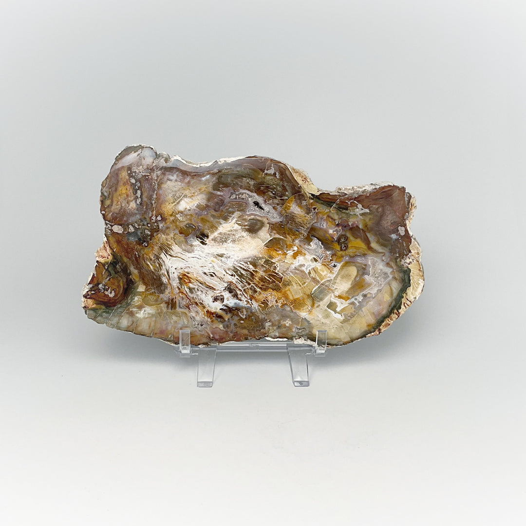 Petrified Wood Slice - Rocks and Gems Canada