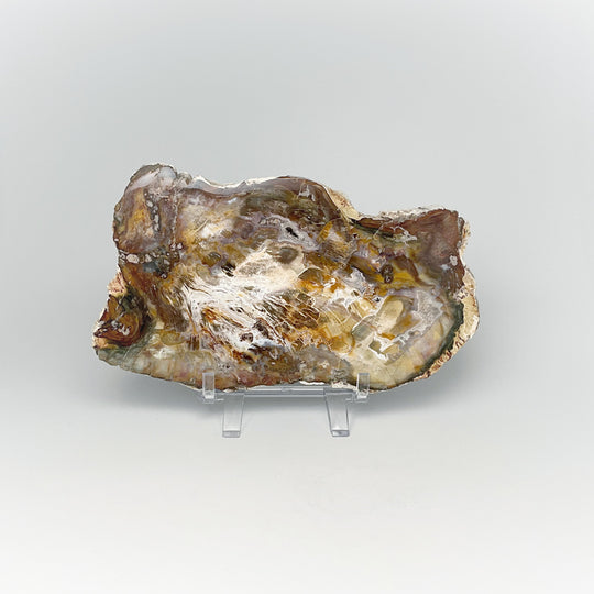 Petrified Wood Slice - Rocks and Gems Canada