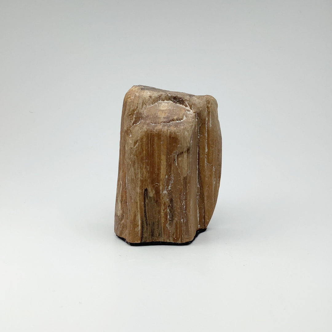 Petrified Wood Stand Up