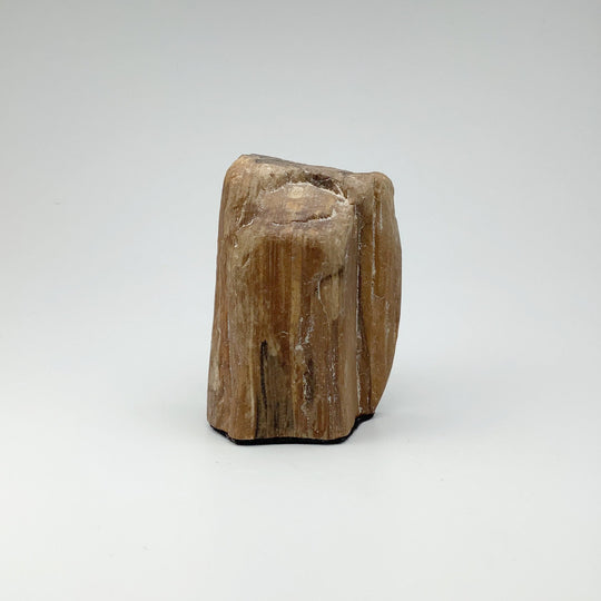 Petrified Wood Stand Up