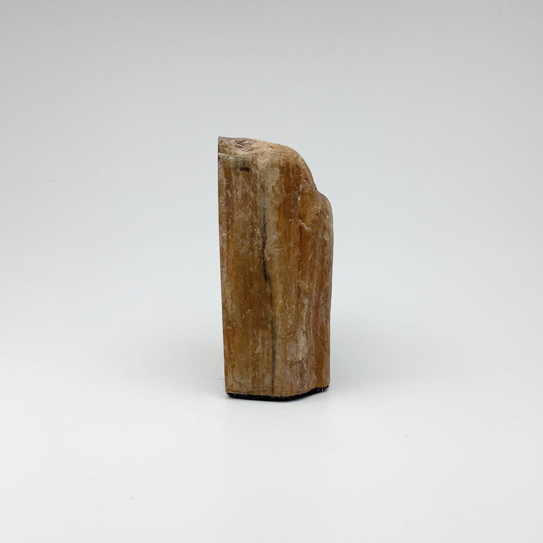 Petrified Wood Stand Up