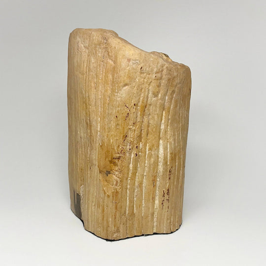 Petrified Wood Stand Up - Rocks and Gems Canada