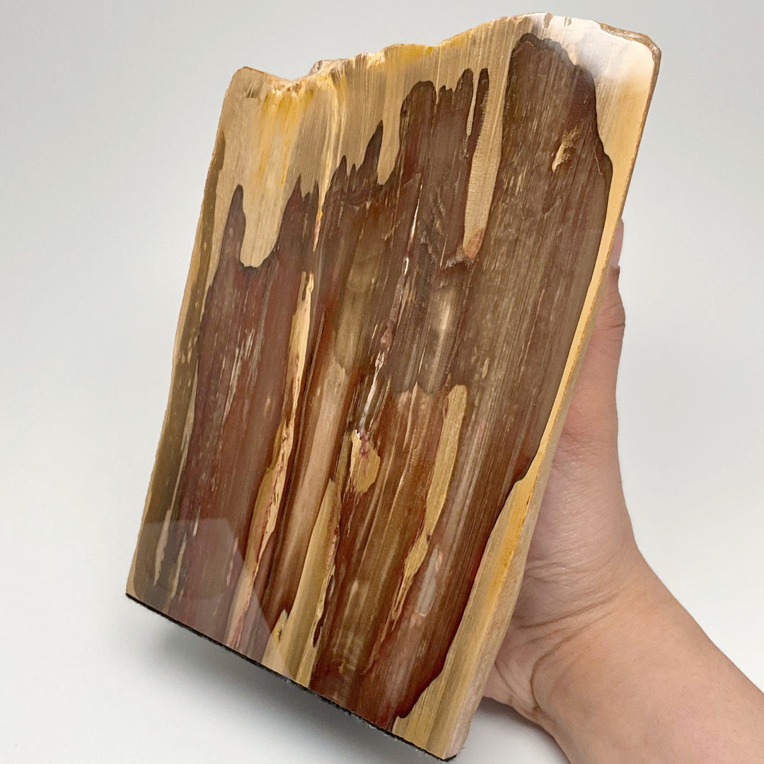Petrified Wood Stand Up - Rocks and Gems Canada