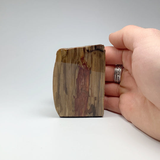 Petrified Wood Stand Up