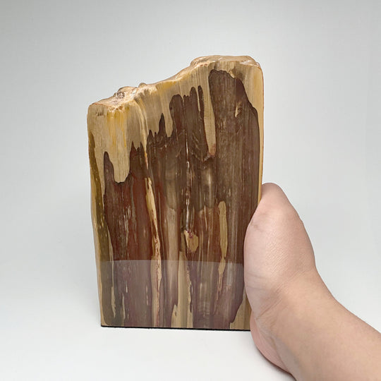 Petrified Wood Stand Up - Rocks and Gems Canada