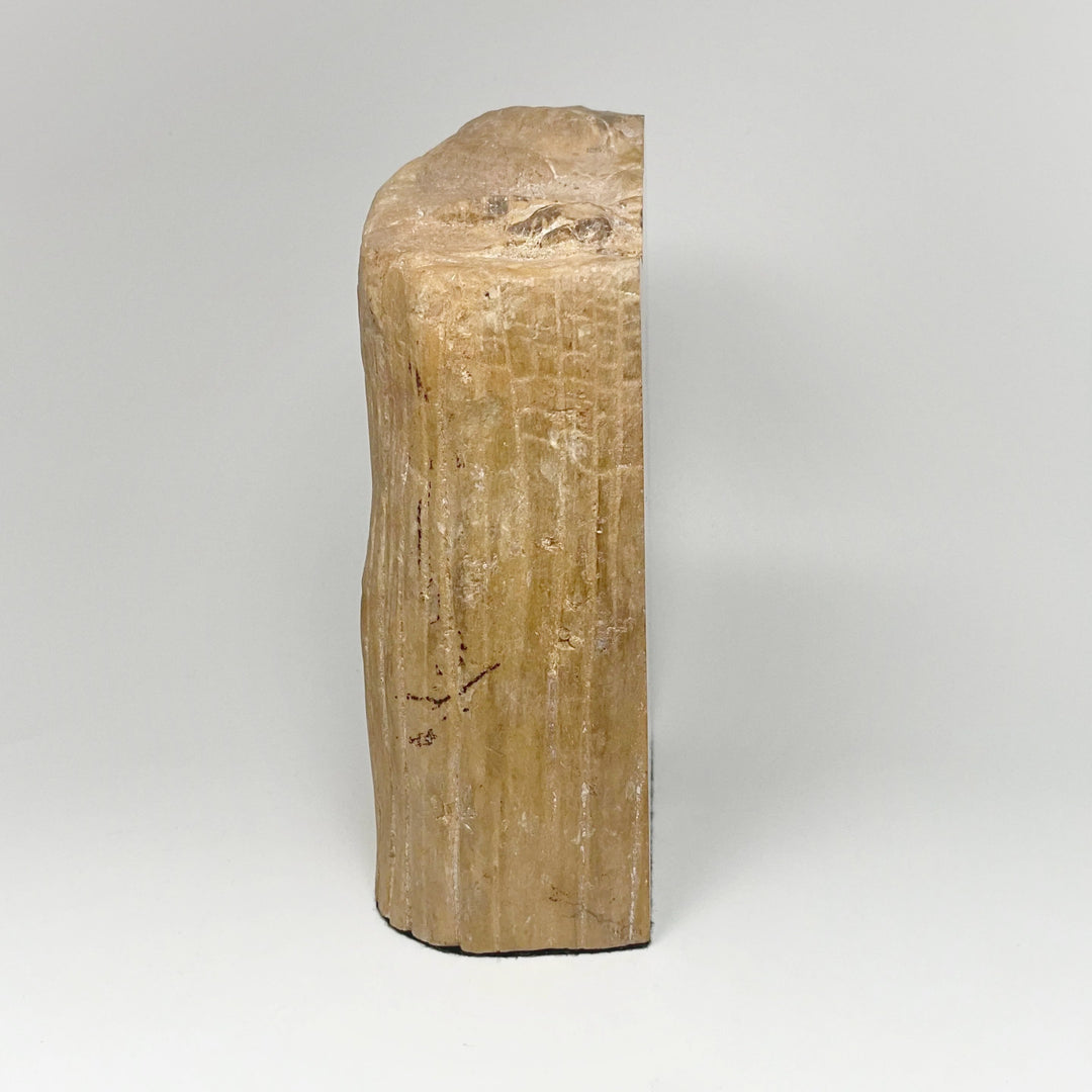 Petrified Wood Stand Up - Rocks and Gems Canada