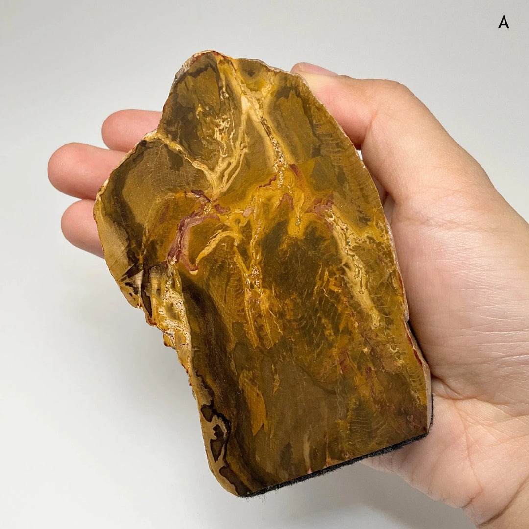 Petrified Wood Stand Up - Rocks and Gems Canada