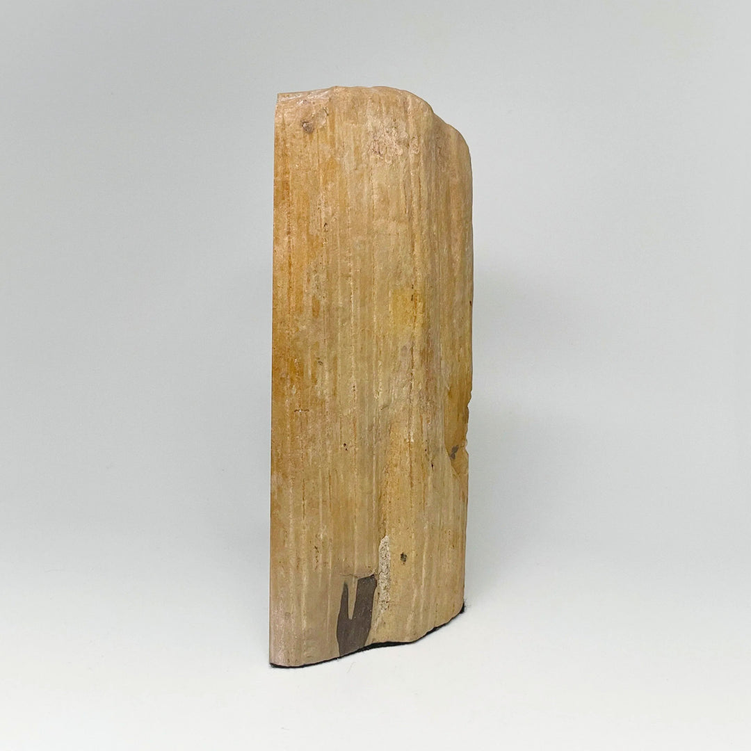 Petrified Wood Stand Up - Rocks and Gems Canada