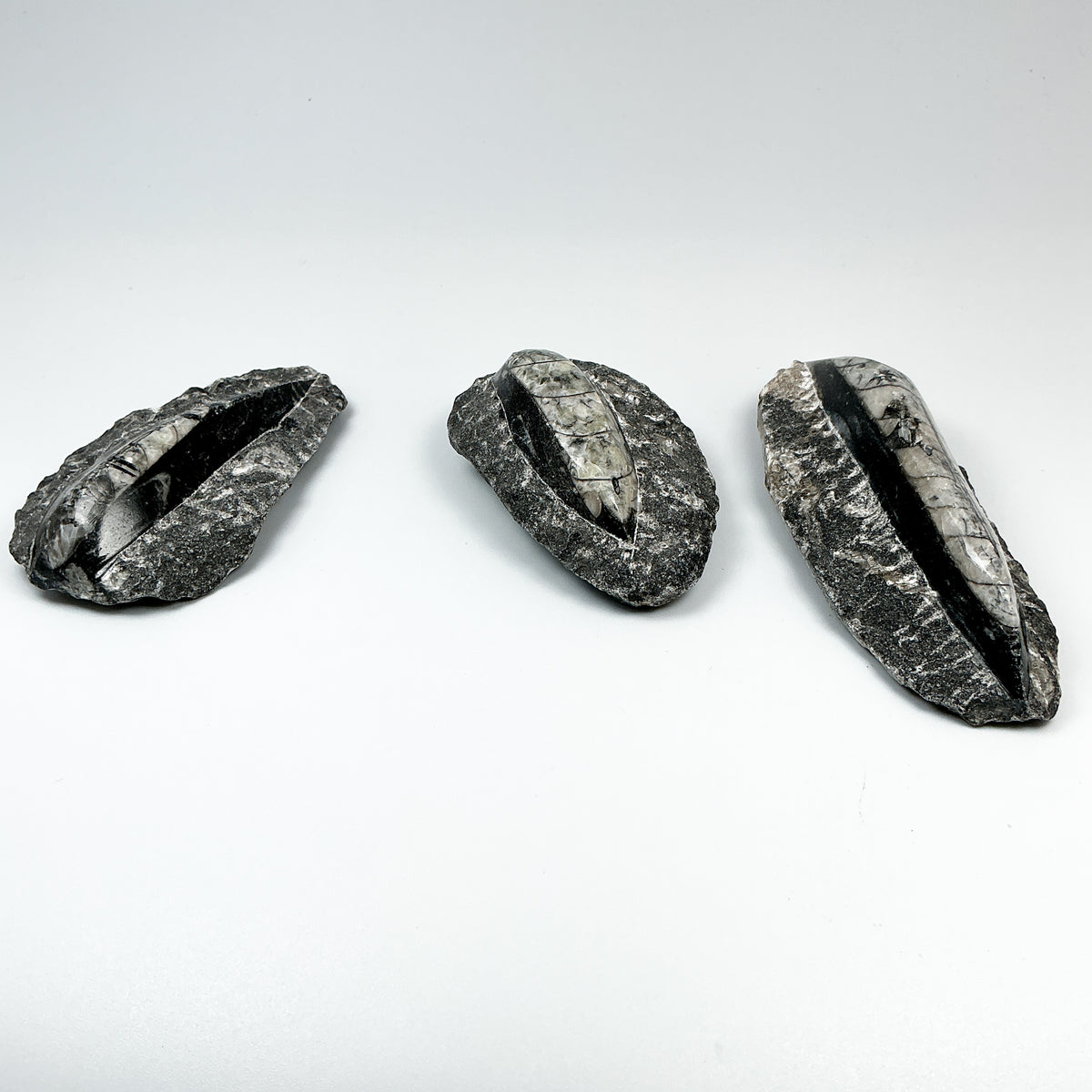 Polished Orthoceras Fossil in Matrix-Rocks and Gems Canada