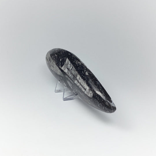 Polished Orthoceras Fossil - Rocks and Gems Canada