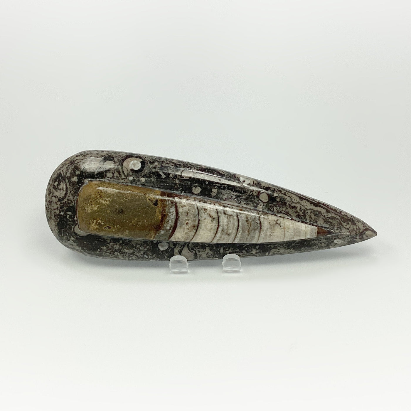 Polished Orthoceras Fossil