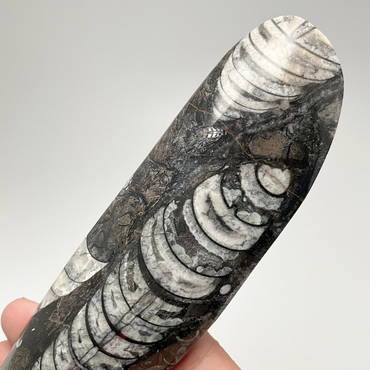 Polished Orthoceras Fossil