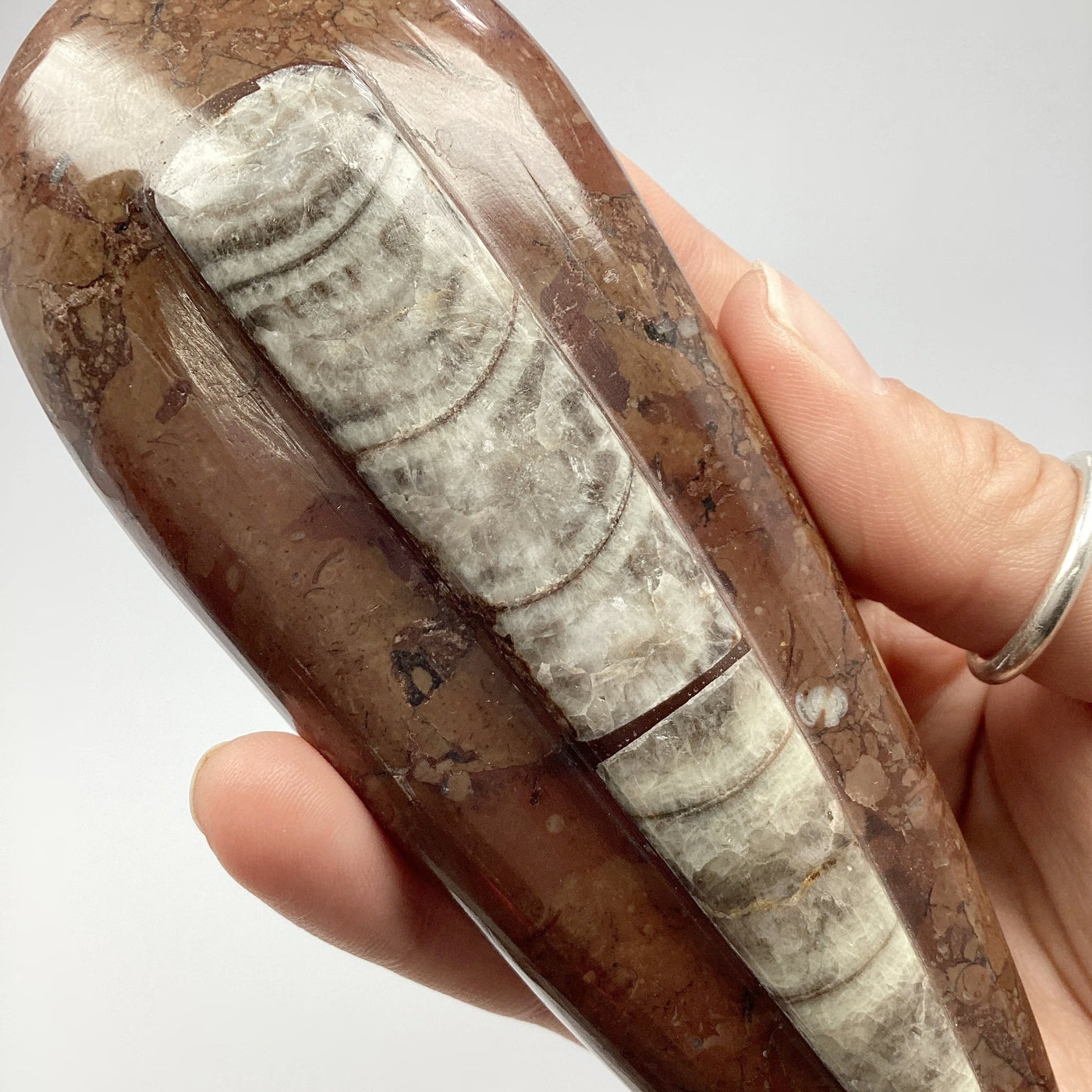 Polished Orthoceras Fossil