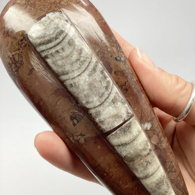 Polished Orthoceras Fossil