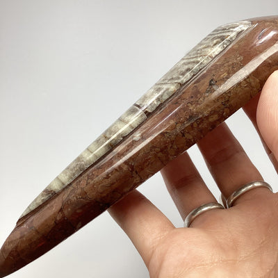 Polished Orthoceras Fossil