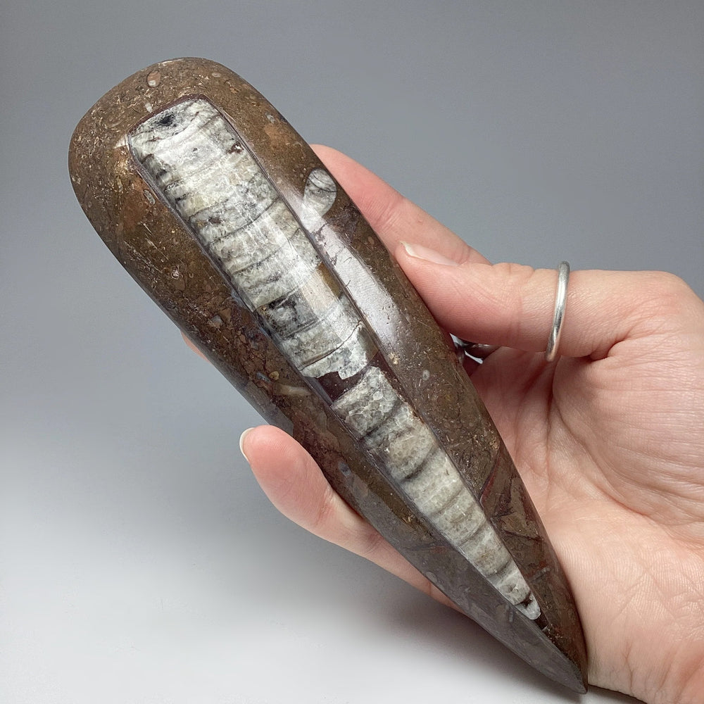 Polished Orthoceras Fossil - Rocks and Gems Canada