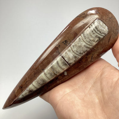 Polished Orthoceras Fossil