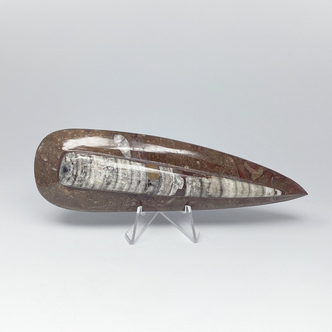 Polished Orthoceras Fossil - Rocks and Gems Canada