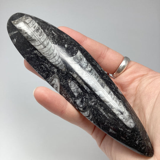 Polished Orthoceras Fossil - Rocks and Gems Canada