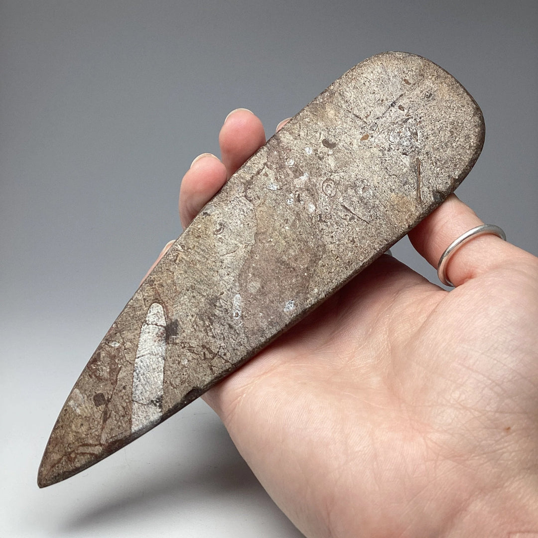 Polished Orthoceras Fossil - Rocks and Gems Canada