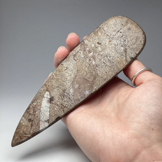 Polished Orthoceras Fossil - Rocks and Gems Canada