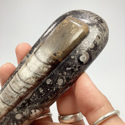 Polished Orthoceras Fossil